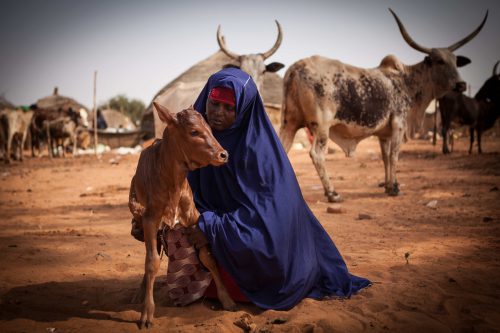 femme s'occupant des animaux Niger