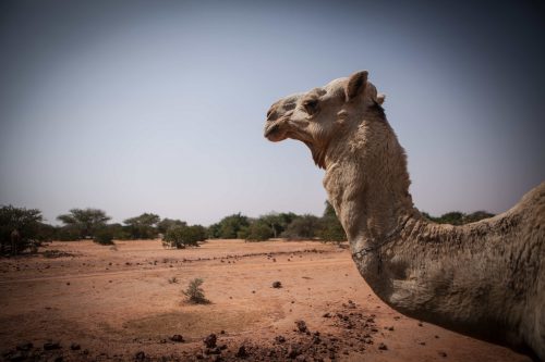 chameau paysage Niger sol aride