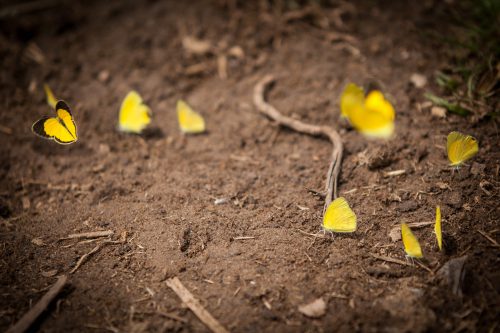 photo papillons jaunes sur le sol