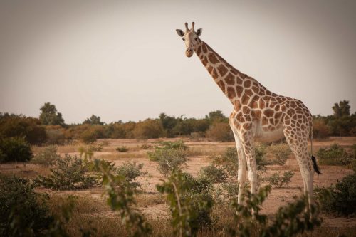 photo girafe dans la savane Niger