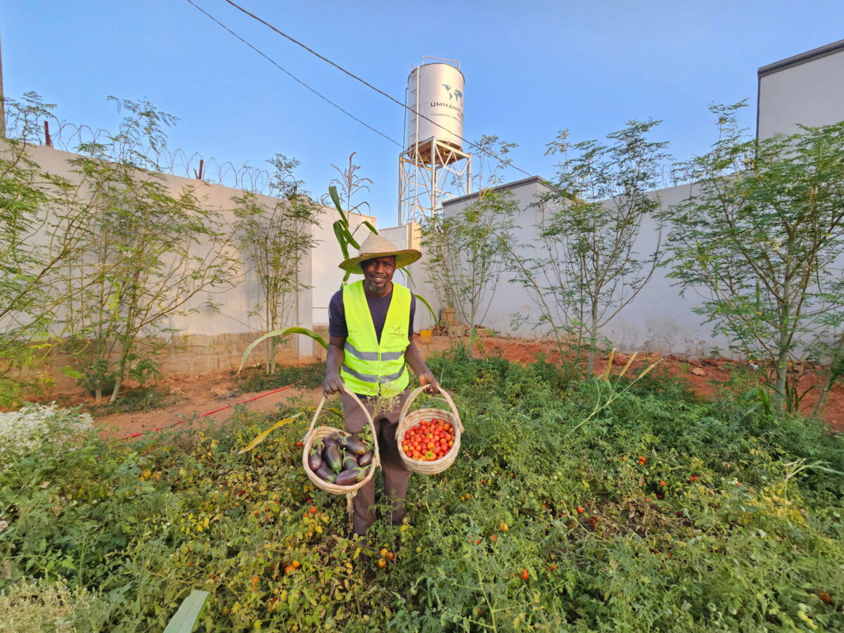 photo du potager